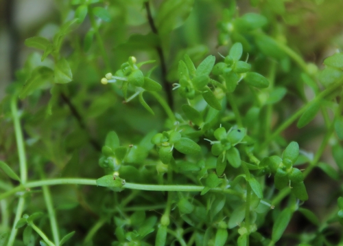 Callitriche cophocarpa (Callitriche cophocarpa)