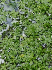 Callitriche cophocarpa (Callitriche cophocarpa)