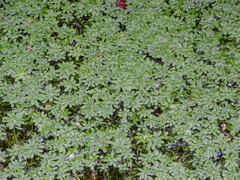 Callitriche cophocarpa (Callitriche cophocarpa)