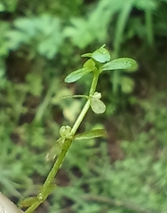 Callitriche cophocarpa (Callitriche cophocarpa)