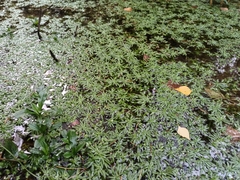 Callitriche cophocarpa (Callitriche cophocarpa)