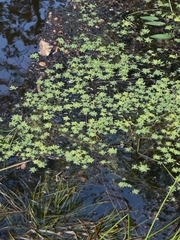 Callitriche cophocarpa (Callitriche cophocarpa)