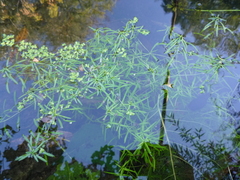 Callitriche cophocarpa (Callitriche cophocarpa)