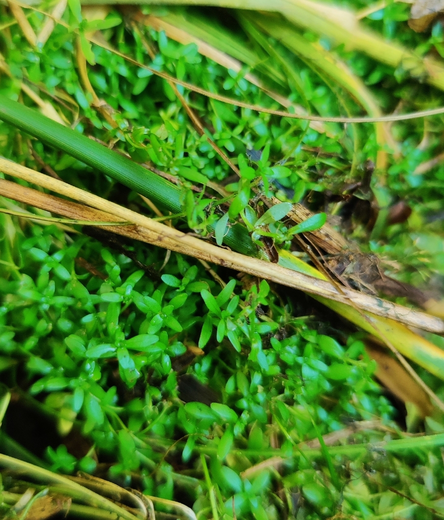 Callitriche cophocarpa (Callitriche cophocarpa)