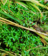 Callitriche cophocarpa (Callitriche cophocarpa)