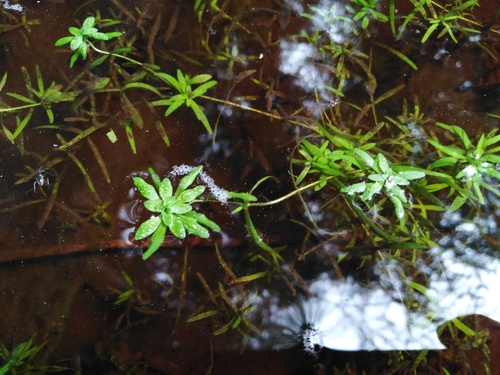 Callitriche cophocarpa (Callitriche cophocarpa)