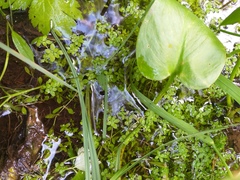 Callitriche cophocarpa (Callitriche cophocarpa)