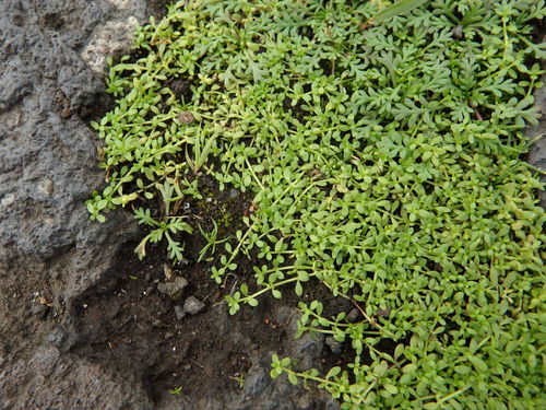 Callitriche deflexa (Callitriche deflexa)