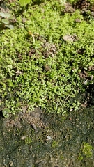 Callitriche deflexa (Callitriche deflexa)