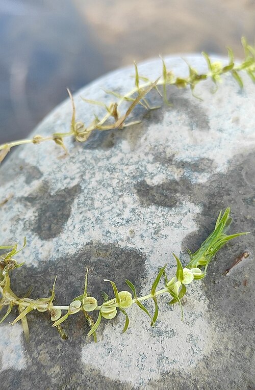 Autumnal water-starwort: Autumnal Water-starwort
