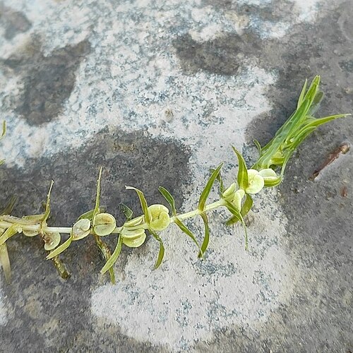 Autumnal water-starwort: Autumnal Water-starwort