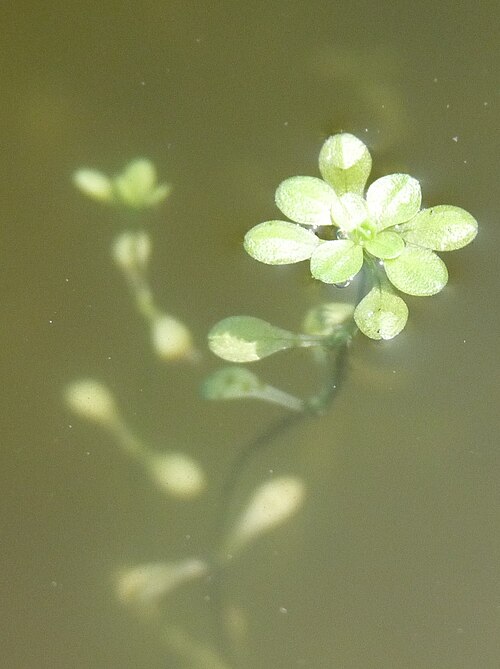Callitriche japonica: Callitriche japonica