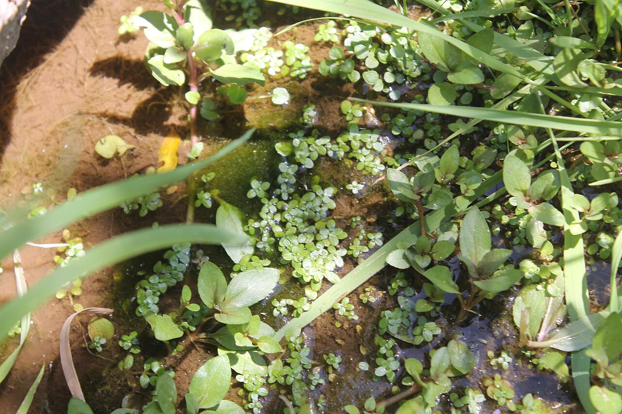 Callitriche lechleri: Callitriche lechleri_Ludwigia peploides