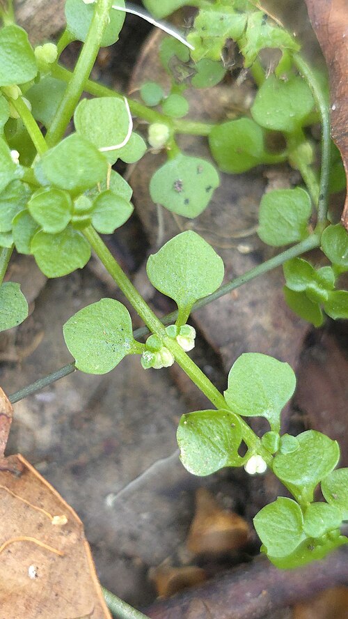 Callitriche muelleri: Round water-starwort ( Callitriche muelleri ) in Australia