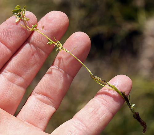 Vernal water-starwort (Callitriche palustris)