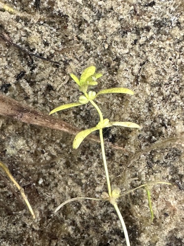 Vernal water-starwort (Callitriche palustris)