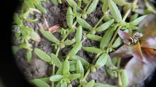 Vernal water-starwort (Callitriche palustris)