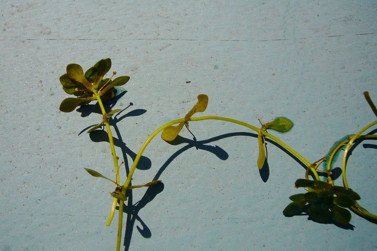 Vernal water-starwort: Callitriche palustris agg.