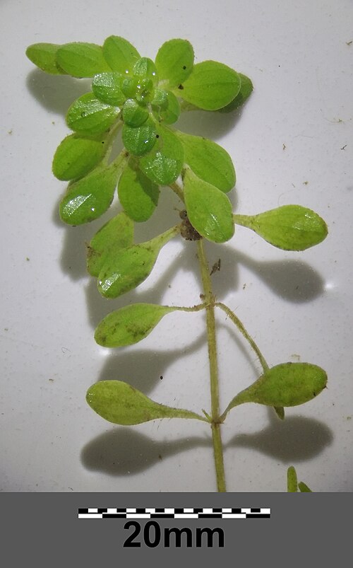 Vernal water-starwort: Habitus Taxonym: Callitriche palustris ss Fischer et al. EfÖLS 2008 ISBN 978-3-85474-187-9 Location: tail of Glockenbergzug 1 km SSW of Hornsburg, Lower Austria
