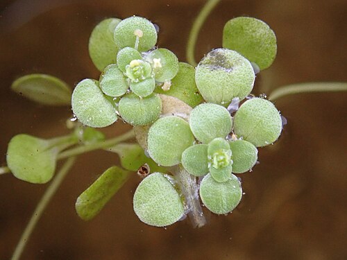 Vernal water-starwort: Narrow-fruited water-starwort ( Callitriche palustris ) with floating rosettes and (male) flowers in a pond at Hochwarter Alm (Carinthia, Austria), 1570 m