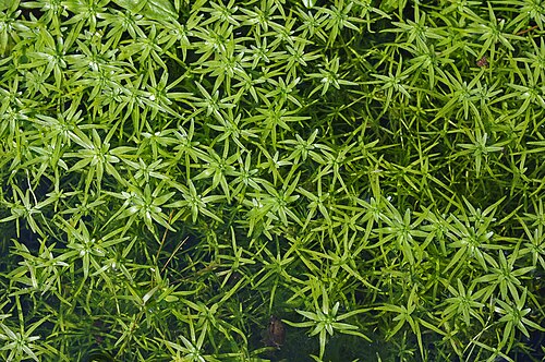 Vernal water-starwort: Occurrence of Water-starworts ( Callitriche palustris (agg.) with lineal submersed leaves, and floating leaves just emerging. The genus Callitriche determinatio