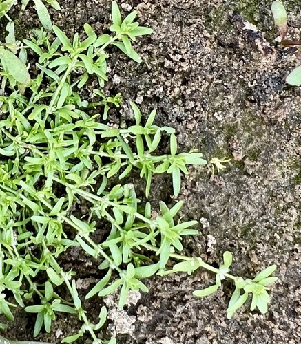Vernal water-starwort (Callitriche palustris)