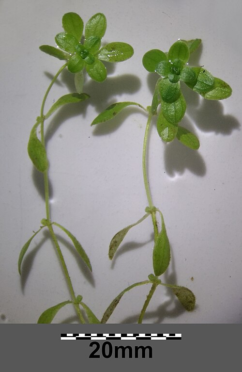 Vernal water-starwort: Habitus Taxonym: Callitriche palustris ss Fischer et al. EfÖLS 2008 ISBN 978-3-85474-187-9 Location: tail of Glockenbergzug 1 km SSW of Hornsburg, Lower Austria
