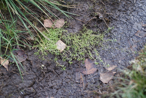 Vernal water-starwort (Callitriche palustris)