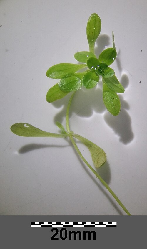 Vernal water-starwort: Habitus Taxonym: Callitriche palustris ss Fischer et al. EfÖLS 2008 ISBN 978-3-85474-187-9 Location: tail of Glockenbergzug 1 km SSW of Hornsburg, Lower Austria