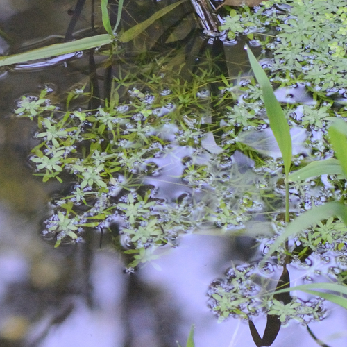 Vernal water-starwort (Callitriche palustris)