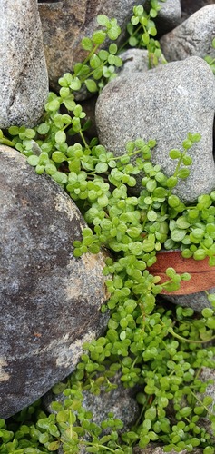 Callitriche petriei (Callitriche petriei)