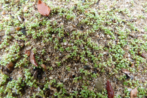 Callitriche petriei (Callitriche petriei)