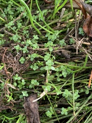 Callitriche petriei (Callitriche petriei)