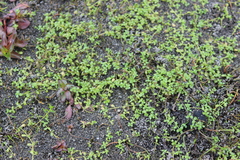 Callitriche petriei (Callitriche petriei)