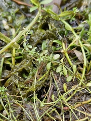 Callitriche petriei (Callitriche petriei)