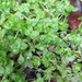 Callitriche petriei (Callitriche petriei)