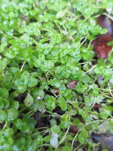 Callitriche petriei (Callitriche petriei)