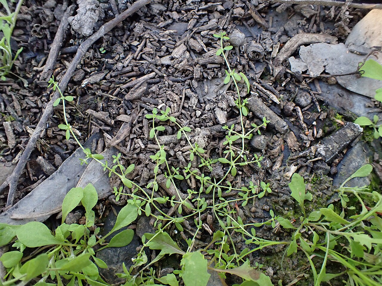 Callitriche sonderi: Callitriche sonderi. Species of plant.