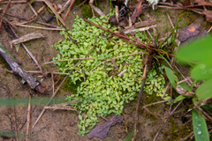 Terrestrial water-starwort (Callitriche terrestris)