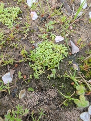 Terrestrial water-starwort (Callitriche terrestris)