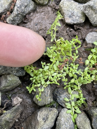 Terrestrial water-starwort (Callitriche terrestris)