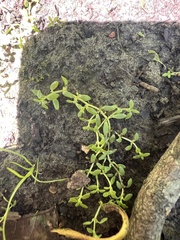 Terrestrial water-starwort (Callitriche terrestris)