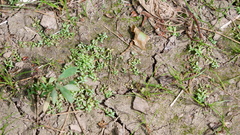 Terrestrial water-starwort (Callitriche terrestris)