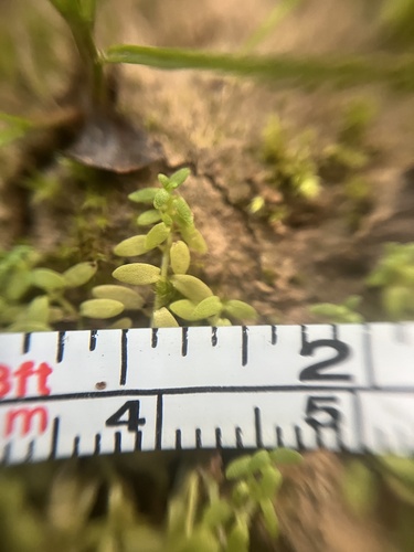 Terrestrial water-starwort (Callitriche terrestris)