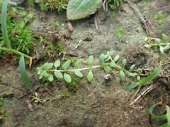 Terrestrial water-starwort (Callitriche terrestris)