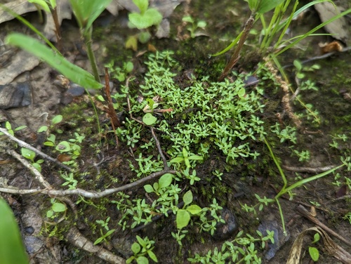 Terrestrial water-starwort (Callitriche terrestris)