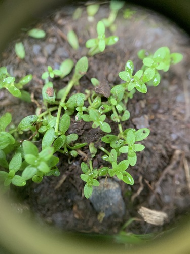 Terrestrial water-starwort (Callitriche terrestris)