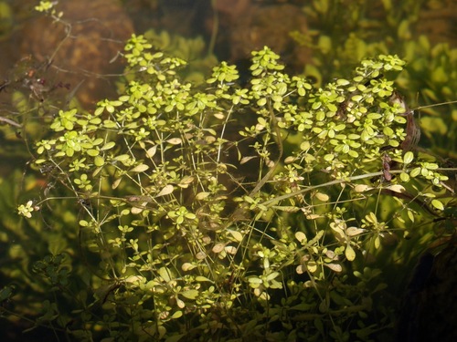 Terrestrial water-starwort (Callitriche terrestris)