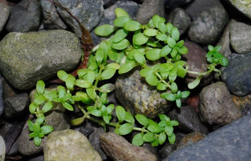 Terrestrial water-starwort (Callitriche terrestris)