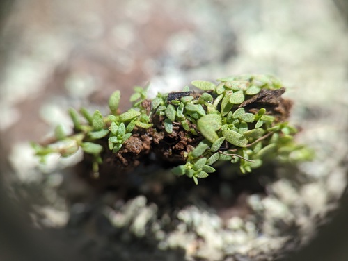 Terrestrial water-starwort (Callitriche terrestris)